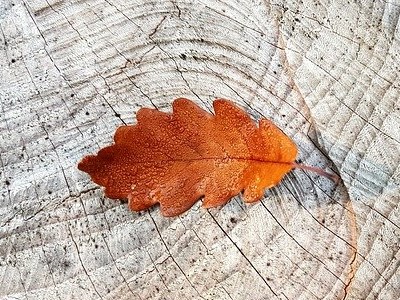 Ein braunes Blatt auf einem Baumstumpf